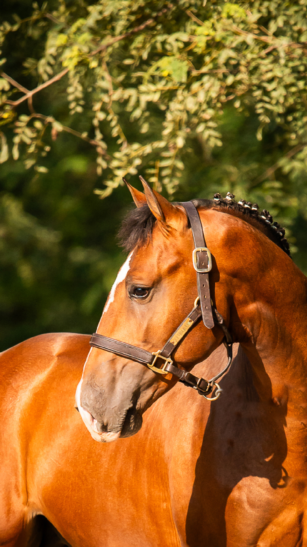 Pegasus Houdini